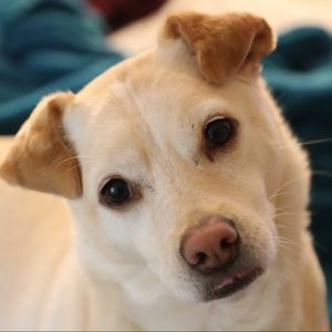 Meet your Posher, Abbi